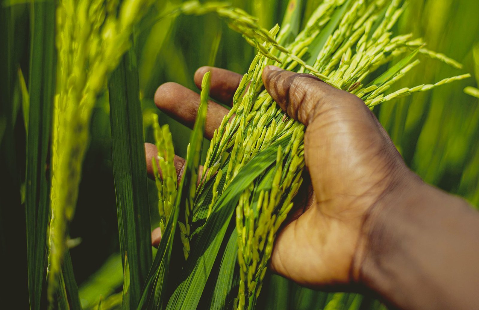 Hand holding green rice grains in a paddy field
