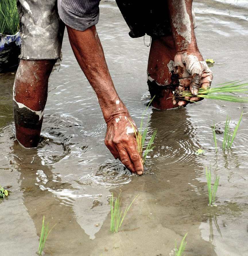 Farmer planting rice seedlings in a flooded field