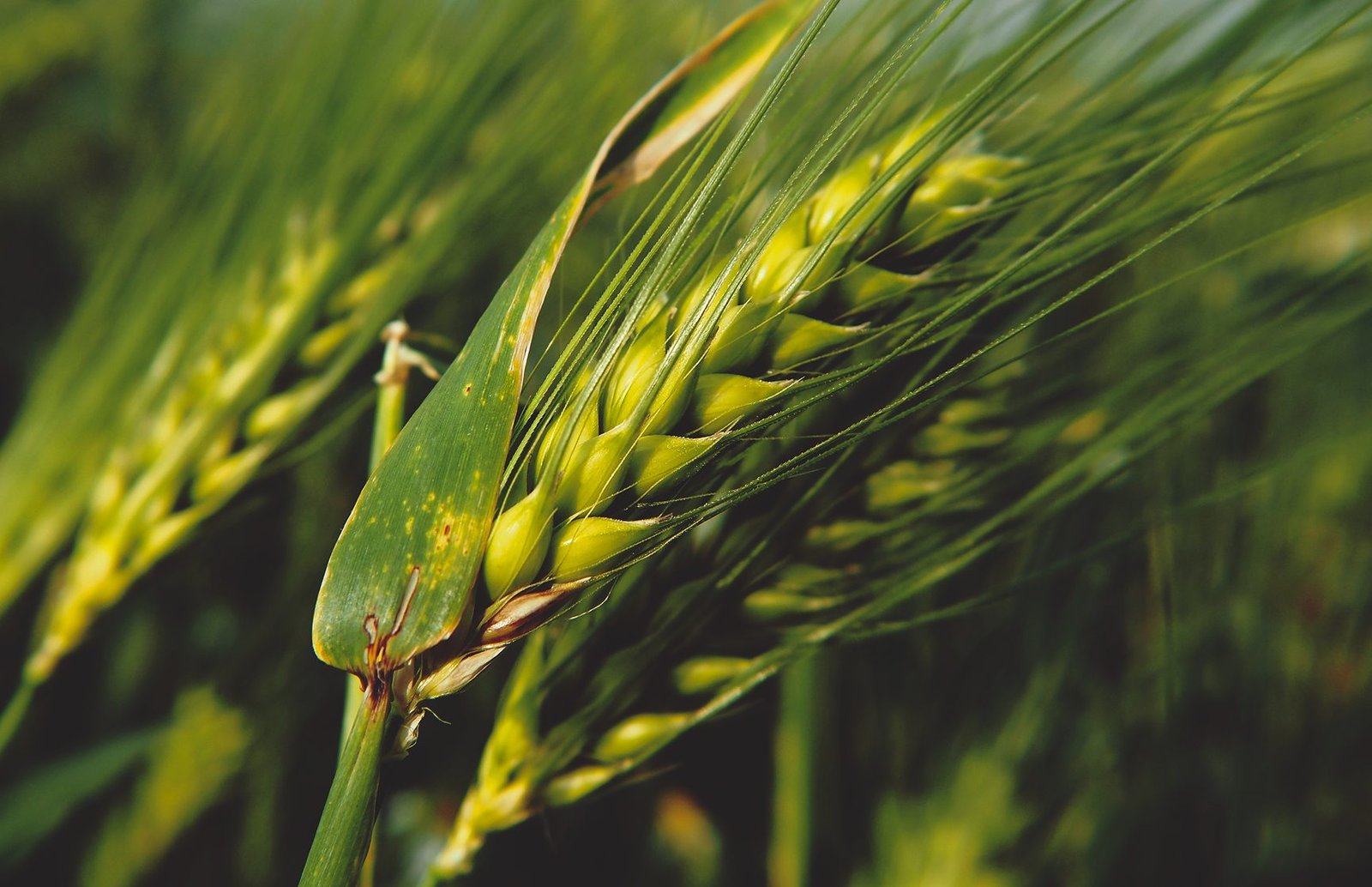 Green barley ear in the field
