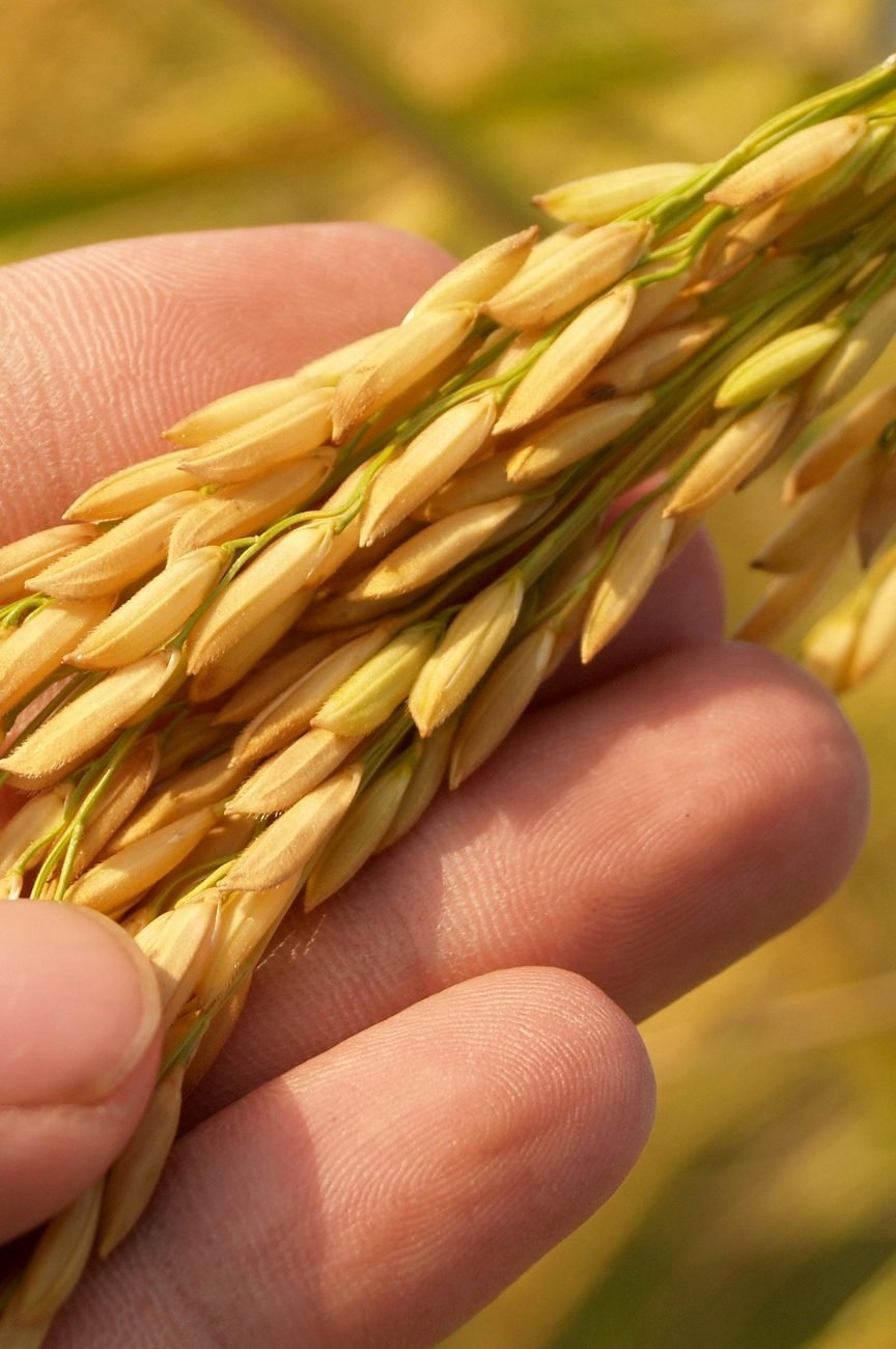 Hand holding golden rice grains